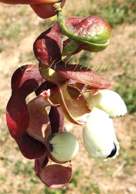  Legume (Dehiscing)